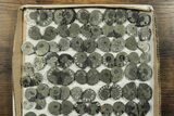 Lot: Cut & Polished, Pyrite Replaced Ammonite Pairs - Pairs #230340-2